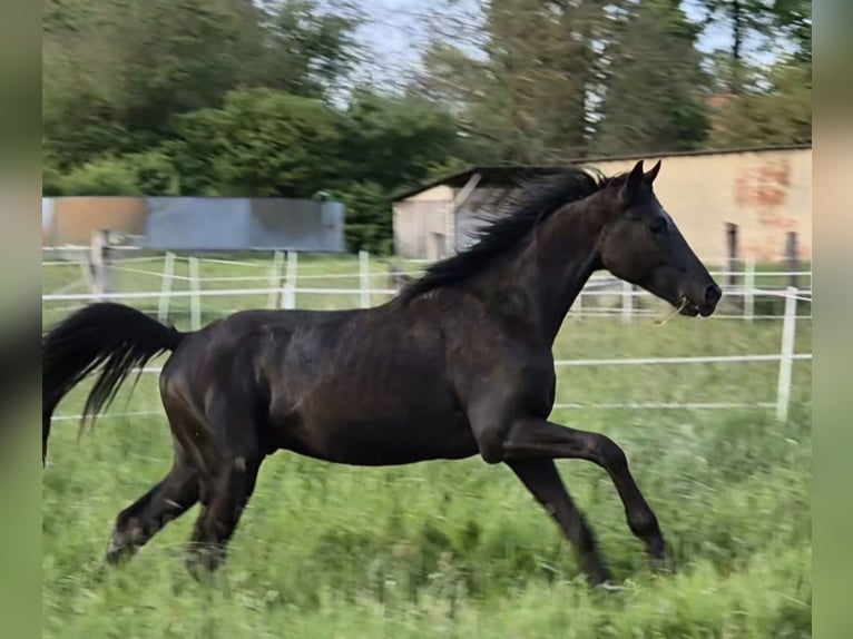 Hannover Stallone 3 Anni 161 cm Morello in Hanstedt I