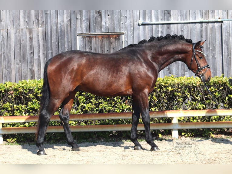 Hannover Stallone 3 Anni 163 cm Baio in Reeßum