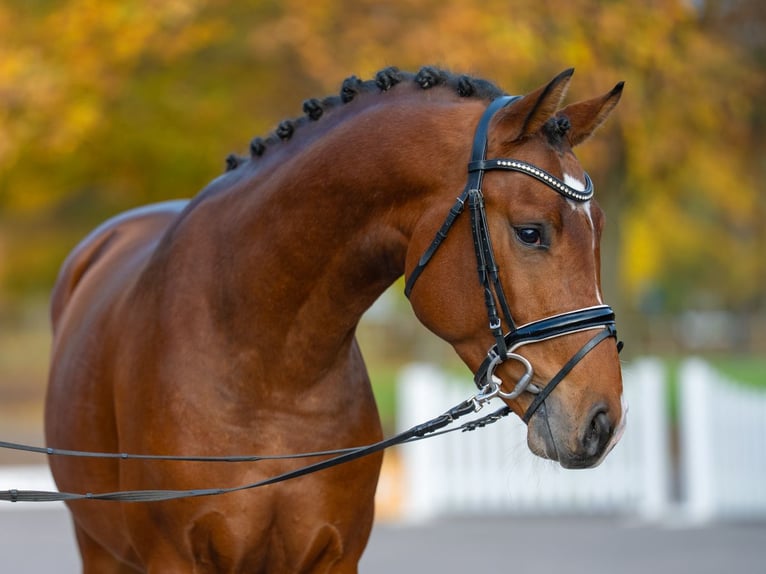 Hannover Stallone 3 Anni 163 cm Baio in Redefin
