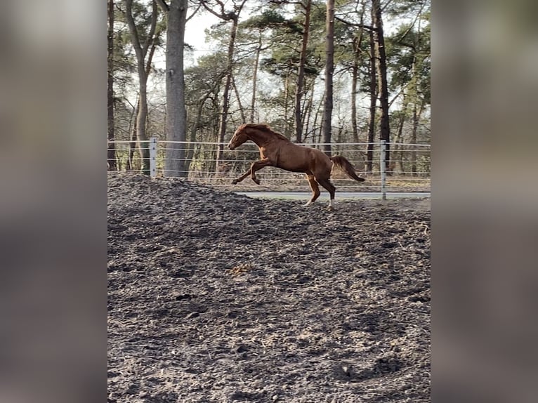 Hannover Stallone 3 Anni 163 cm Sauro in Nienburg (Weser)