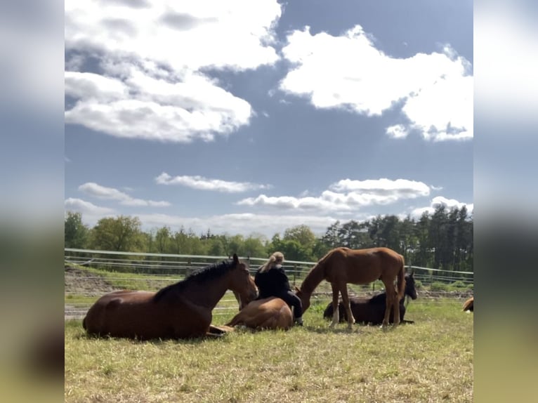 Hannover Stallone 3 Anni 163 cm Sauro in Nienburg (Weser)