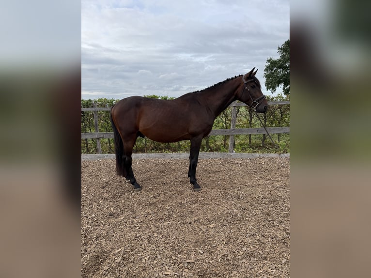 Hannover Stallone 3 Anni 164 cm Baio in Rheinbach