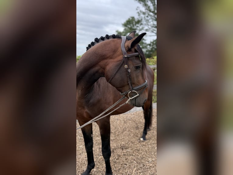 Hannover Stallone 3 Anni 164 cm Baio in Rheinbach