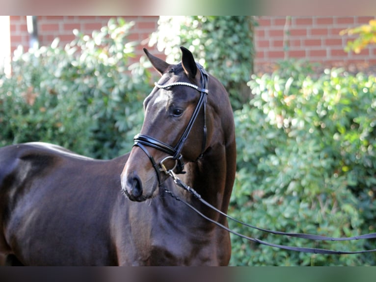 Hannover Stallone 3 Anni 164 cm Baio nero in Kutenholz