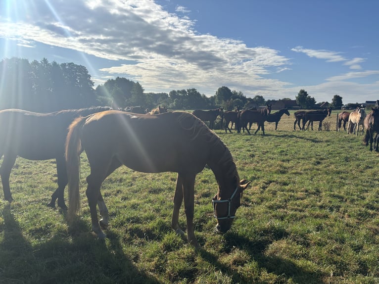 Hannover Stallone 3 Anni 164 cm Sauro in Wittingen