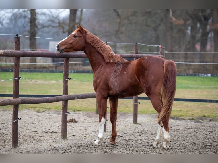 Hannover Stallone 3 Anni 164 cm Sauro in Geestland