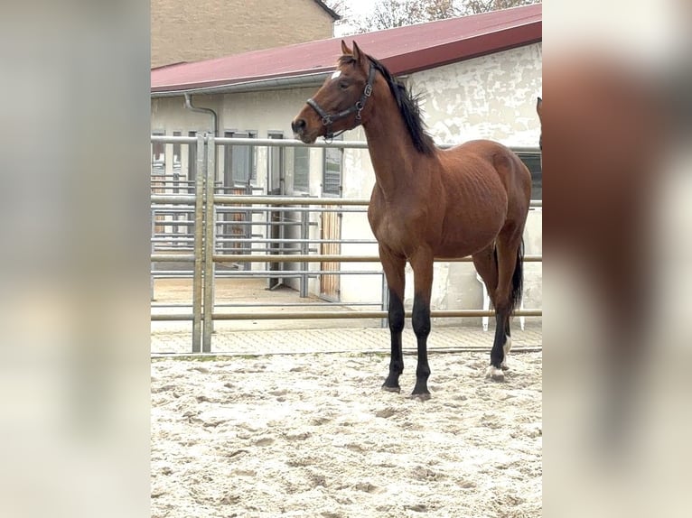 Hannover Stallone 3 Anni 165 cm Baio in Burgstädt