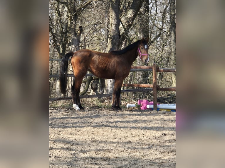 Hannover Stallone 3 Anni 165 cm Baio in Vienenburg