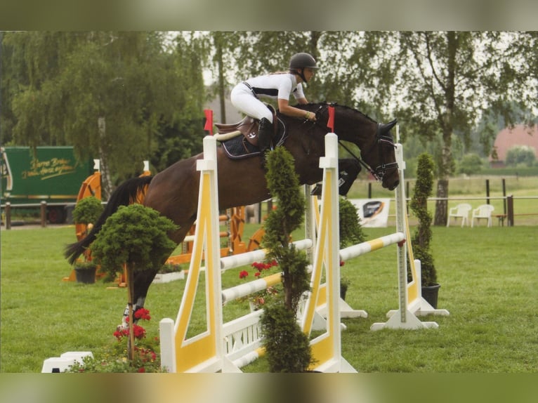 Hannover Stallone 3 Anni 165 cm Baio scuro in Nienburg (Weser)