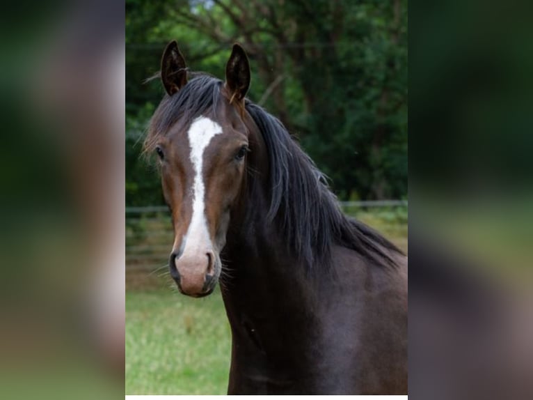 Hannover Stallone 3 Anni 165 cm Baio scuro in Nienburg (Weser)