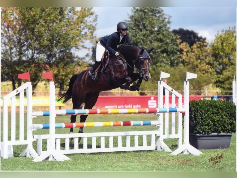 Hannover Stallone 3 Anni 165 cm Baio scuro in Nienburg (Weser)