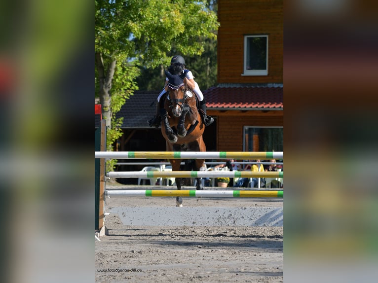 Hannover Stallone 3 Anni 165 cm Baio scuro in Nienburg (Weser)