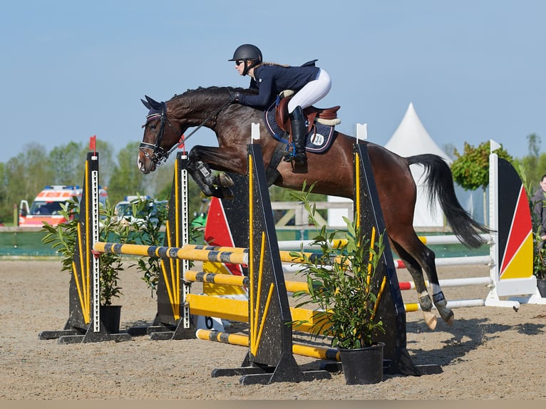 Hannover Stallone 3 Anni 165 cm Baio scuro in Nienburg (Weser)