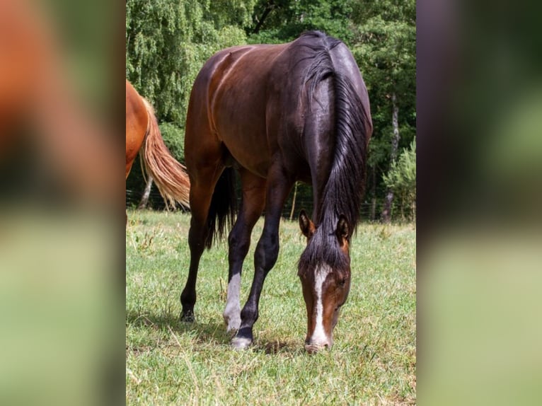 Hannover Stallone 3 Anni 165 cm Baio scuro in Nienburg (Weser)