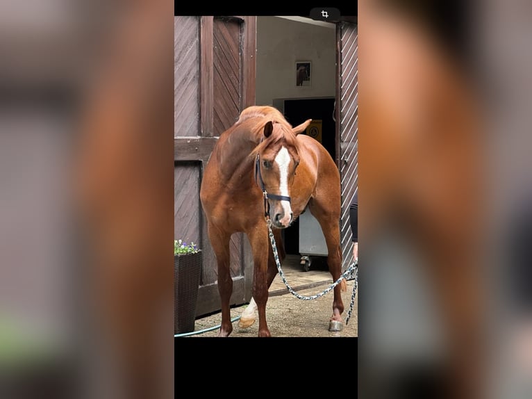 Hannover Stallone 3 Anni 165 cm Sauro in Wetter (Ruhr)