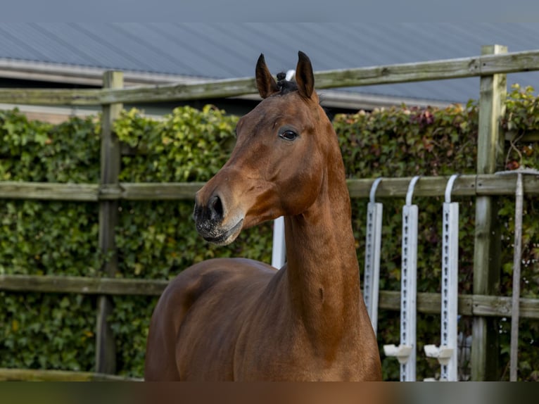 Hannover Stallone 3 Anni 166 cm Baio in Waddinxveen