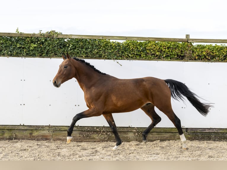 Hannover Stallone 3 Anni 166 cm Baio in Waddinxveen