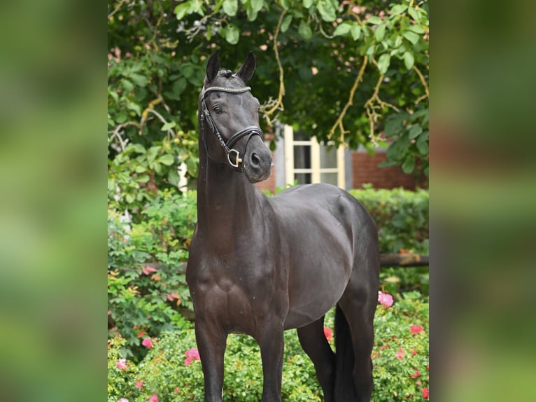 Hannover Stallone 3 Anni 166 cm Morello in Bad Bevensen