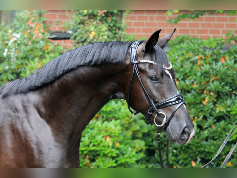 Hannover Stallone 3 Anni 166 cm Morello in Kutenholz