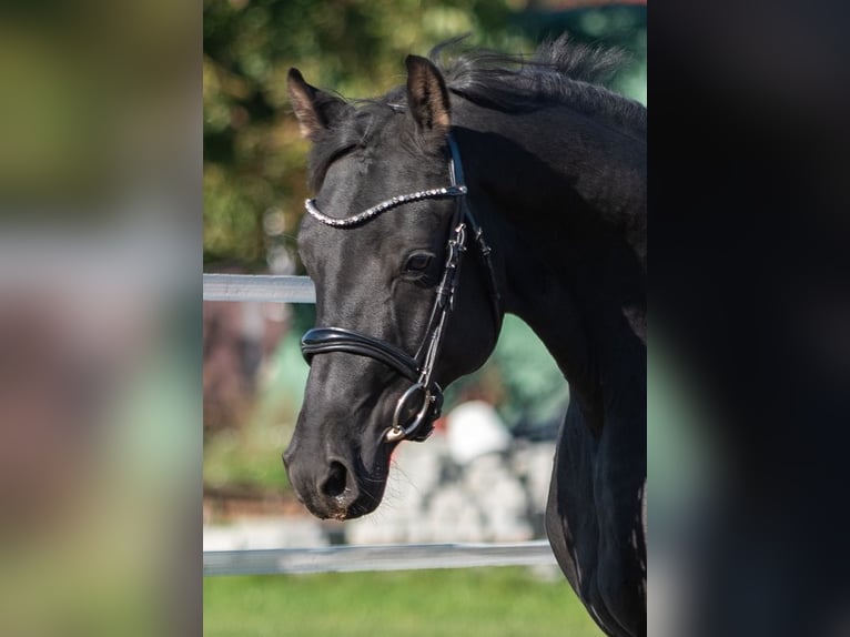 Hannover Stallone 3 Anni 166 cm Morello in Chwarstnica