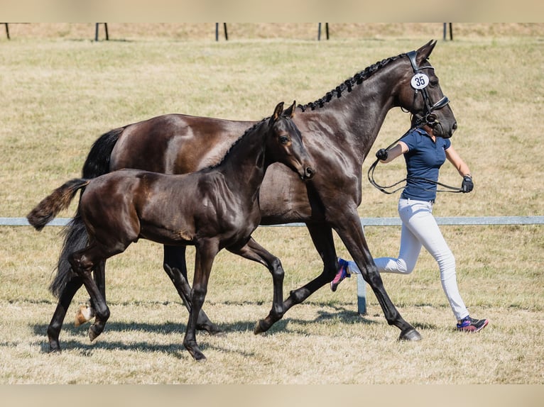 Hannover Stallone 3 Anni 166 cm Morello in Chwarstnica