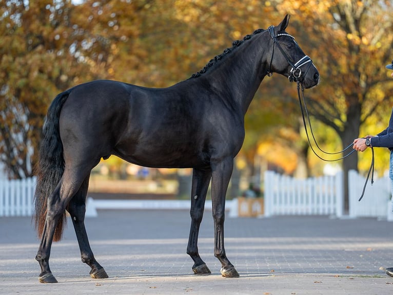 Hannover Stallone 3 Anni 167 cm Morello in Redefin