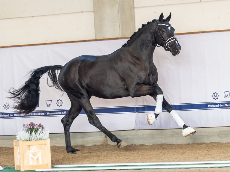 Hannover Stallone 3 Anni 167 cm Morello in Redefin