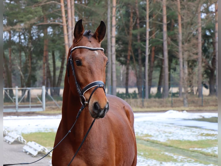 Hannover Stallone 3 Anni 168 cm Baio in Celle