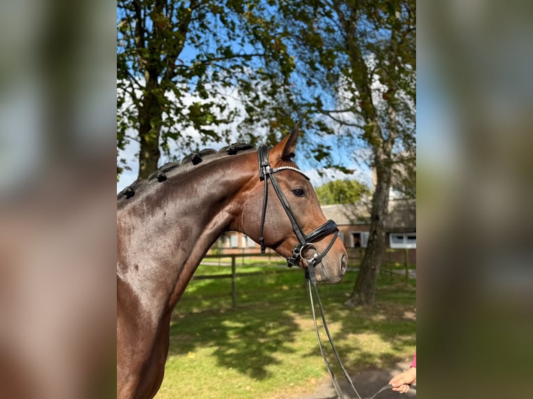 Hannover Stallone 3 Anni 168 cm Baio in Weyhe