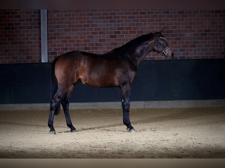 Hannover Stallone 3 Anni 168 cm Baio scuro in Gersten