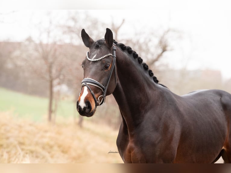 Hannover Stallone 3 Anni 168 cm Baio scuro in Lehrberg