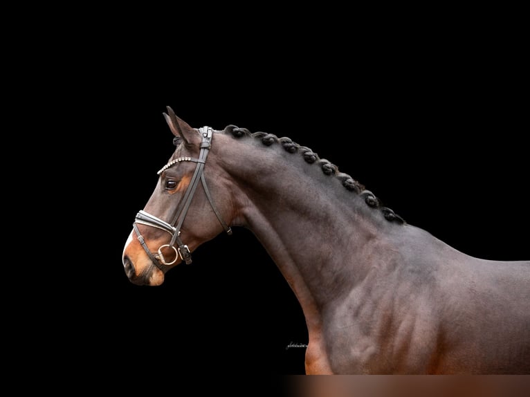 Hannover Stallone 3 Anni 168 cm Baio scuro in Lehrberg