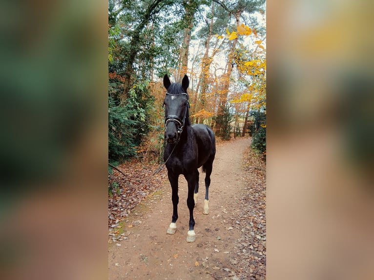 Hannover Stallone 3 Anni 168 cm Morello in Barenburg