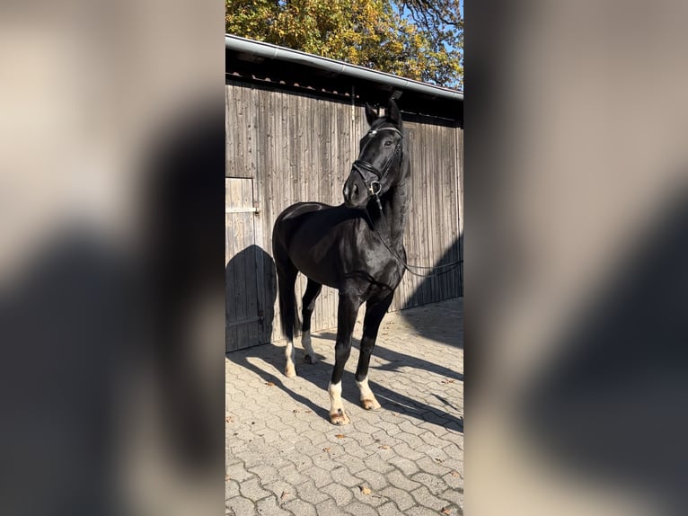 Hannover Stallone 3 Anni 168 cm Morello in Marxen