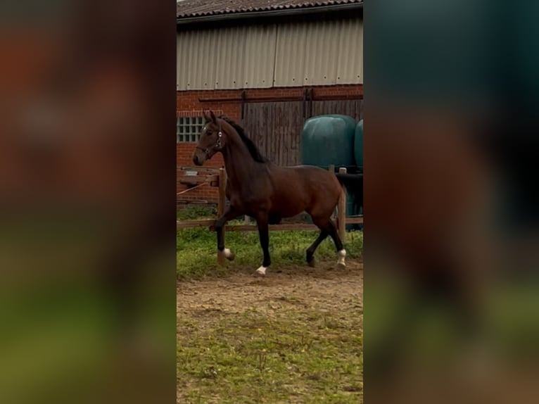 Hannover Stallone 3 Anni 169 cm Baio scuro in Vienenburg