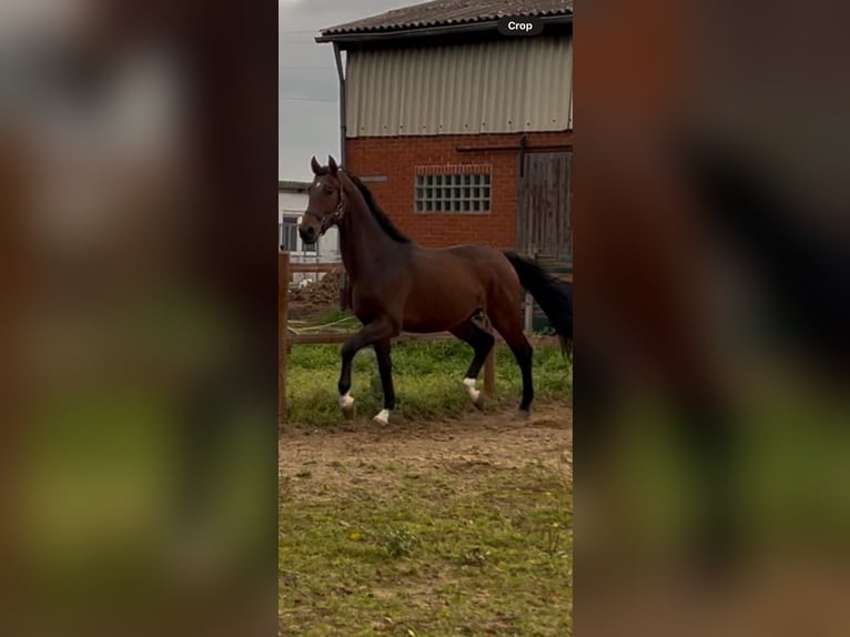 Hannover Stallone 3 Anni 169 cm Baio scuro in Vienenburg