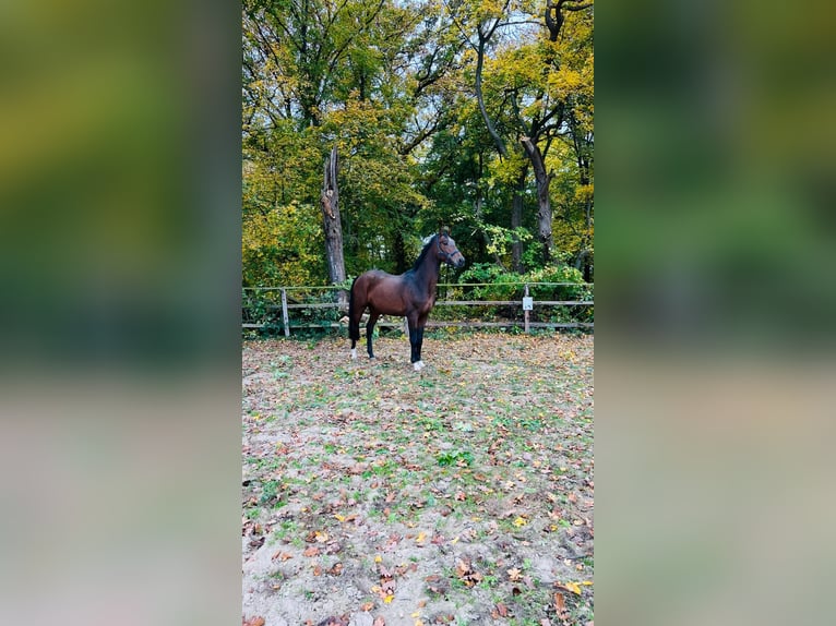 Hannover Stallone 3 Anni 169 cm Baio scuro in Vienenburg