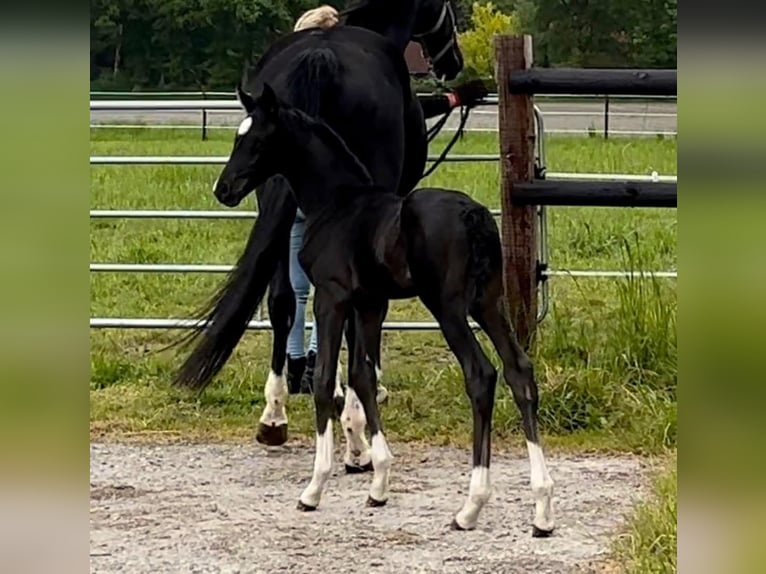 Hannover Stallone 3 Anni 169 cm Morello in Thedinghausen