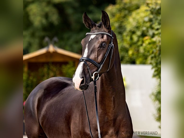 Hannover Stallone 3 Anni 169 cm Morello in Verden