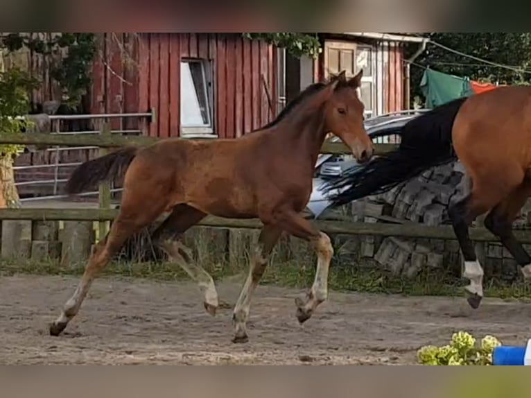 Hannover Stallone 3 Anni 170 cm Baio in Osterbruch