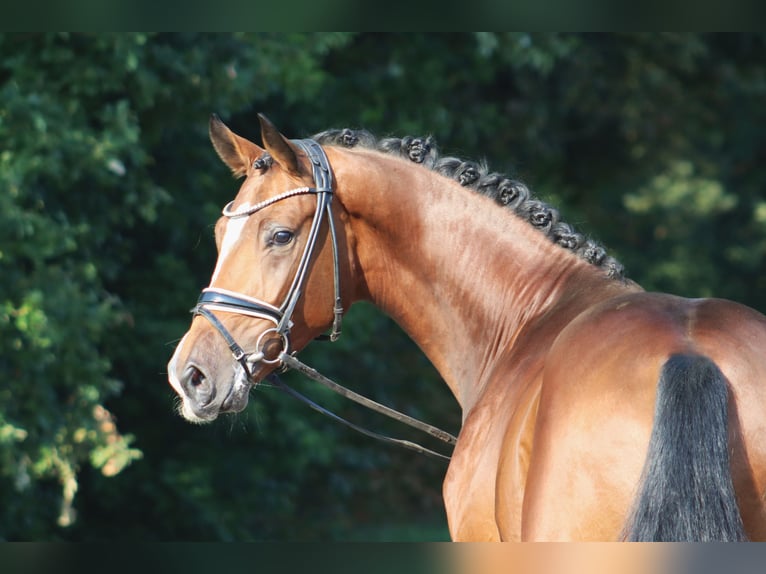 Hannover Stallone 3 Anni 170 cm Baio in Deinstedt