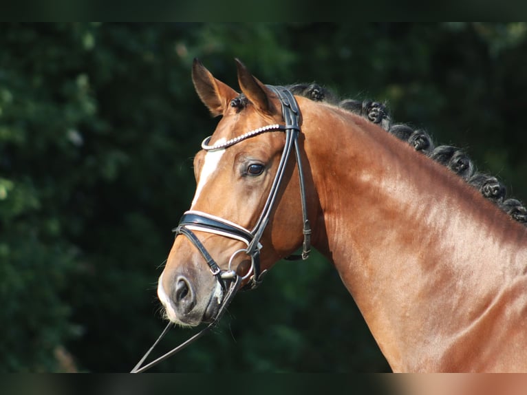 Hannover Stallone 3 Anni 170 cm Baio in Deinstedt