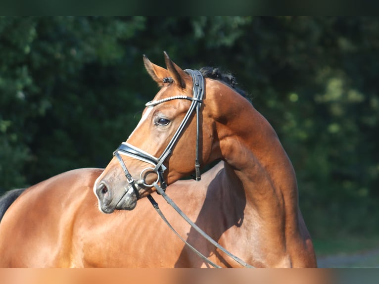 Hannover Stallone 3 Anni 170 cm Baio in Deinstedt