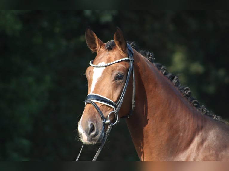 Hannover Stallone 3 Anni 170 cm Baio in Deinstedt