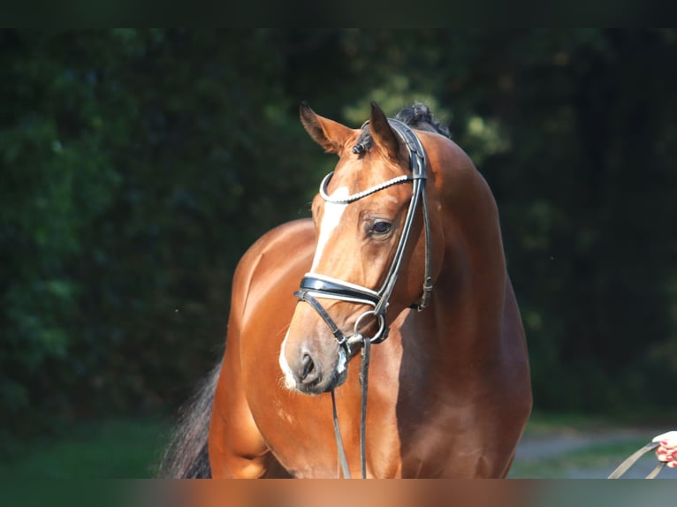 Hannover Stallone 3 Anni 170 cm Baio in Deinstedt