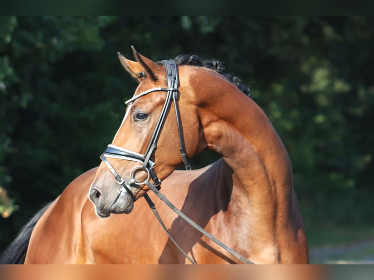 Hannover Stallone 3 Anni 170 cm Baio in Deinstedt