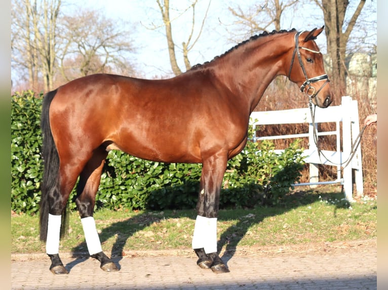 Hannover Stallone 3 Anni 170 cm Baio in Selsingen