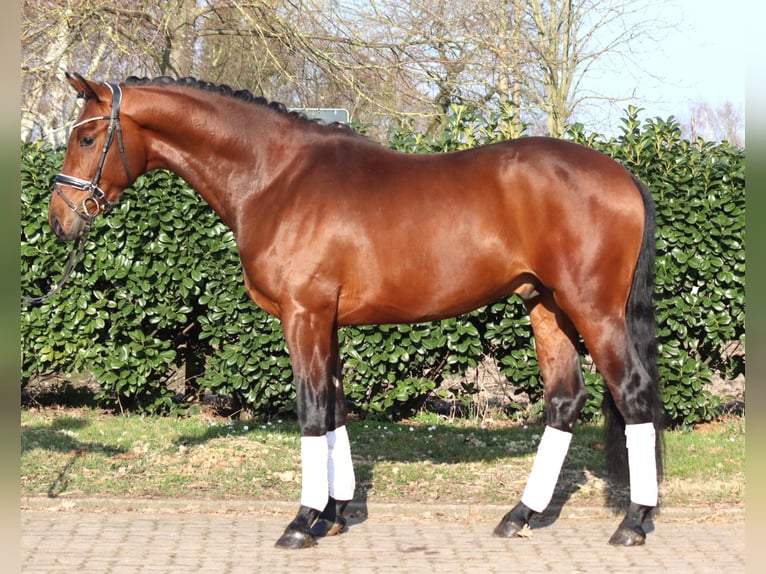 Hannover Stallone 3 Anni 170 cm Baio in Selsingen