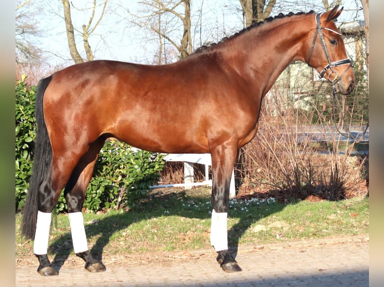 Hannover Stallone 3 Anni 170 cm Baio in Selsingen