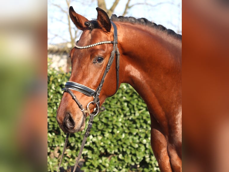 Hannover Stallone 3 Anni 170 cm Baio in Selsingen